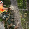 DLG Tree Service