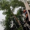 Vertical Limits Tree Care