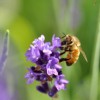 Serenity Lavender Farm