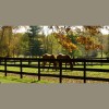 Barbour Equine Veterinary Services