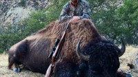 Bison Hunting