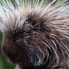 Peaceful Porcupine Acupunctrue