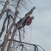 Bow Valley Tree Service